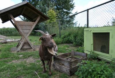 Dieren-wei bij Zorgboerderij de Kruidenhoeve in Milheeze